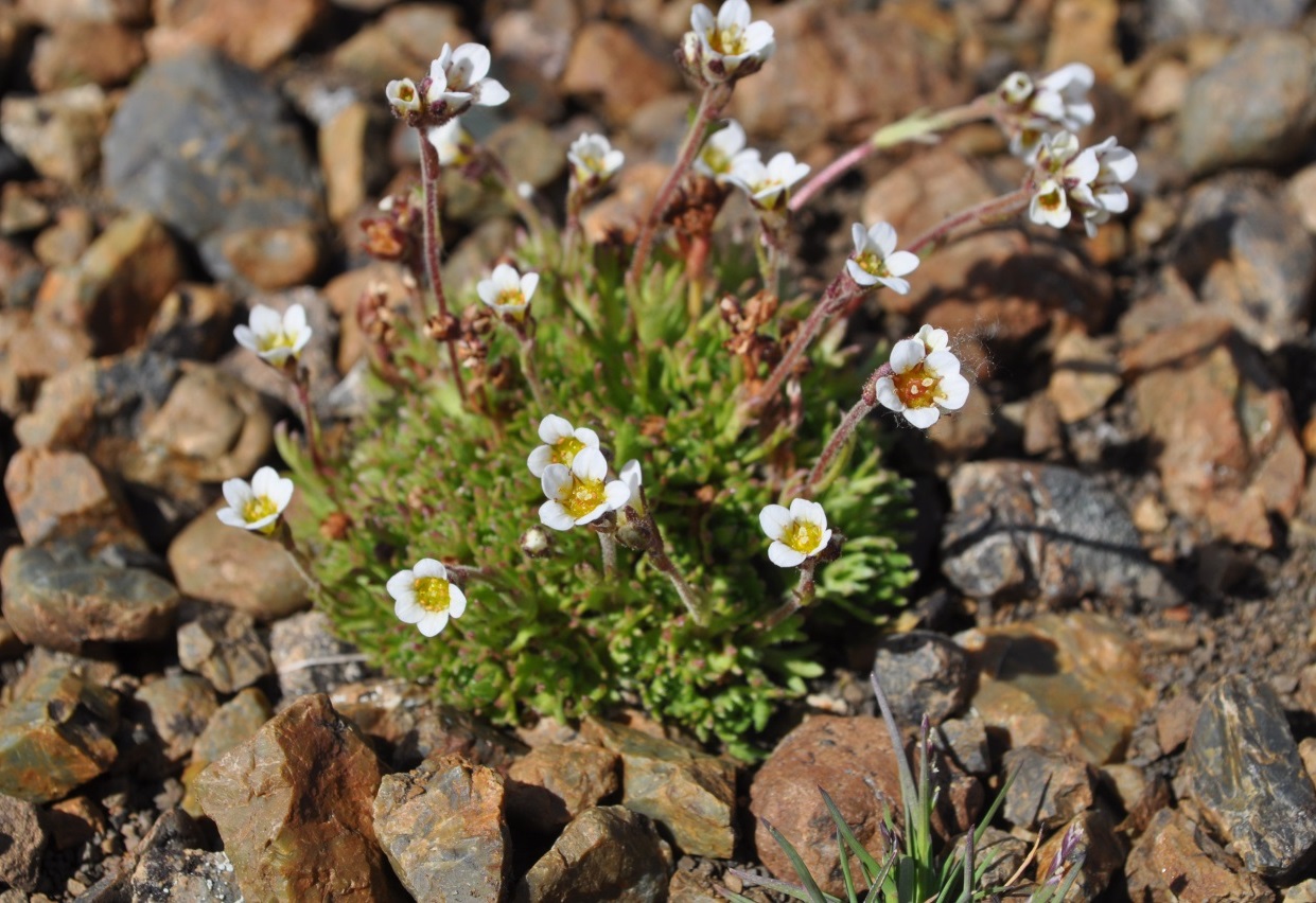 Growing close to the ground Learning Portal