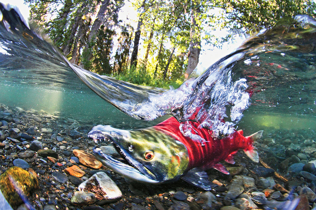 Bowker Creek's Salmon Run Learning Portal