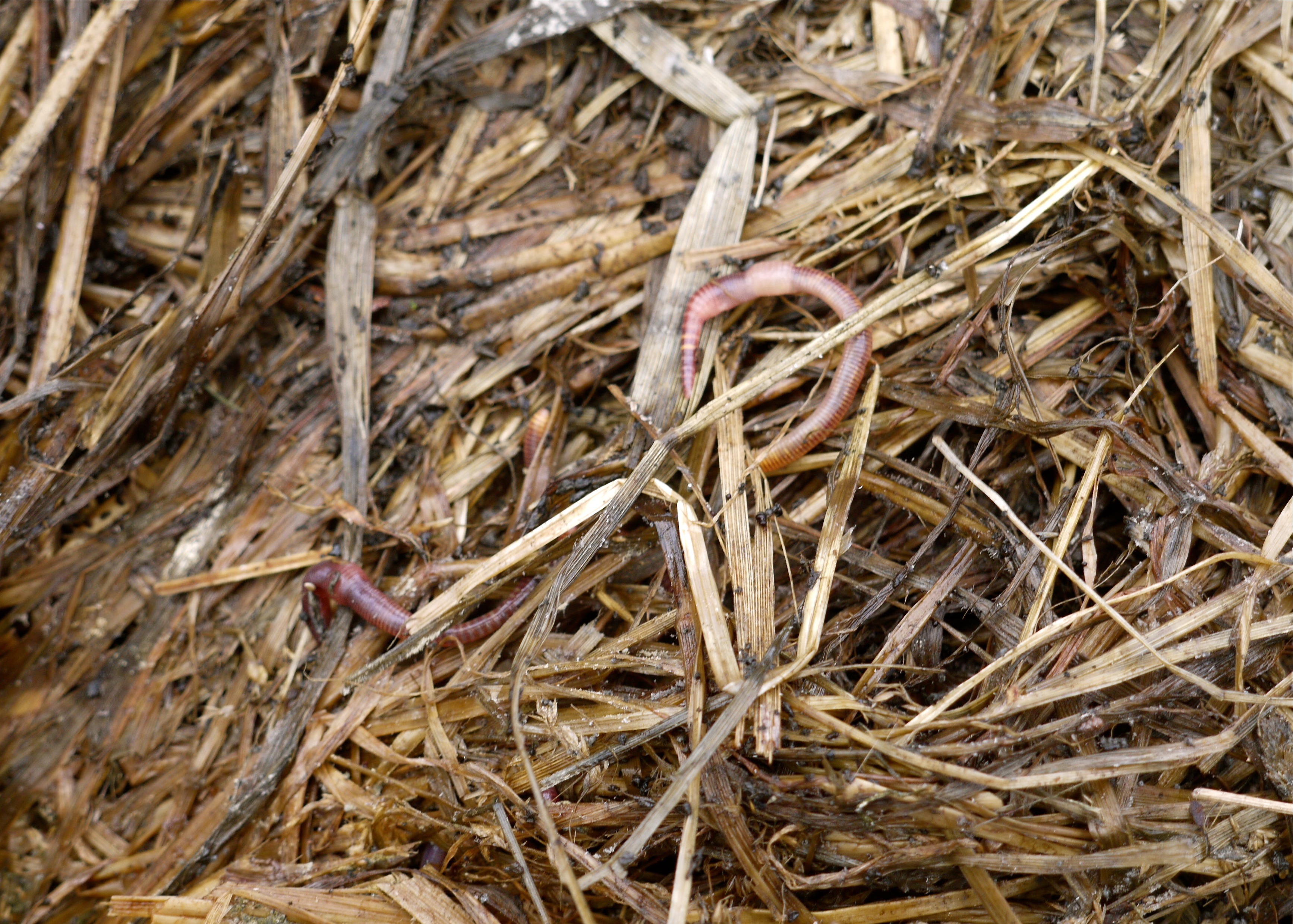 Hay vs. Straw in the Garden Which is Better?