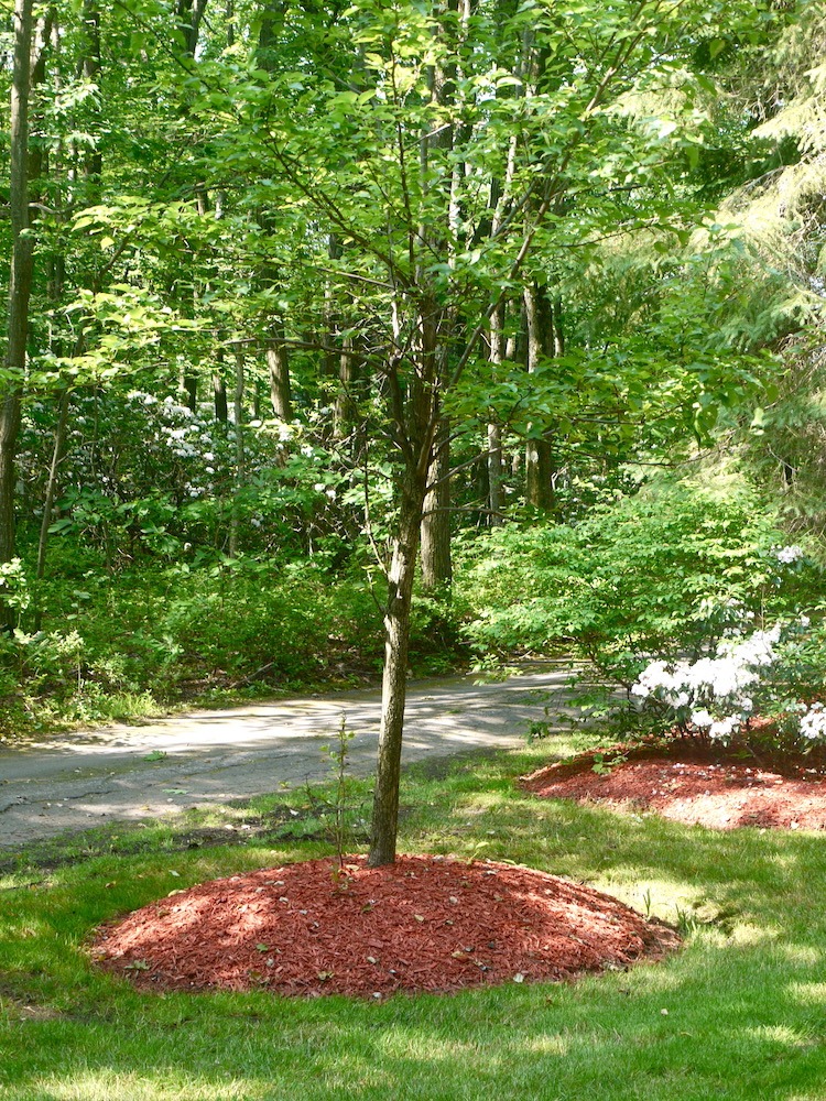 Are You Killing Your Trees With Mulch