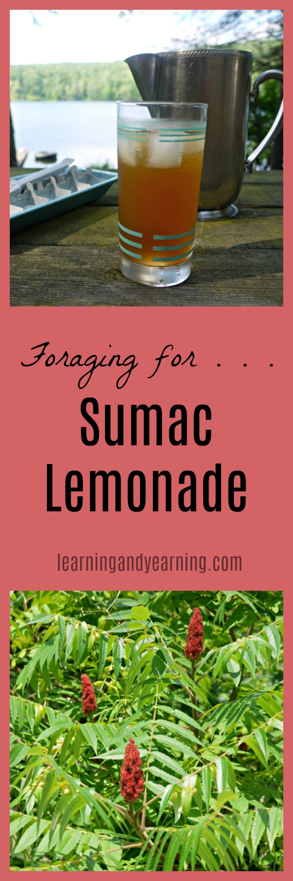 Foraging Nutritious Sumac Lemonade