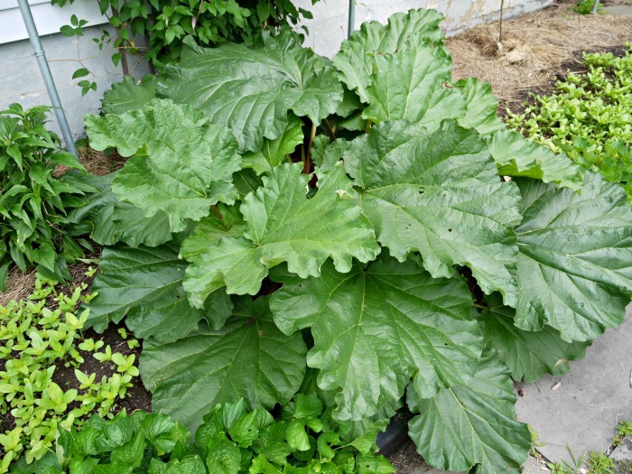 7 Great Ways to Use Rhubarb Leaves Around the Home or Garden