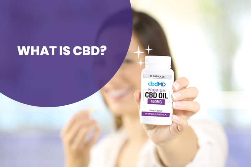 Can Humans Take CBD for pets? Can Pets take normal CBD?