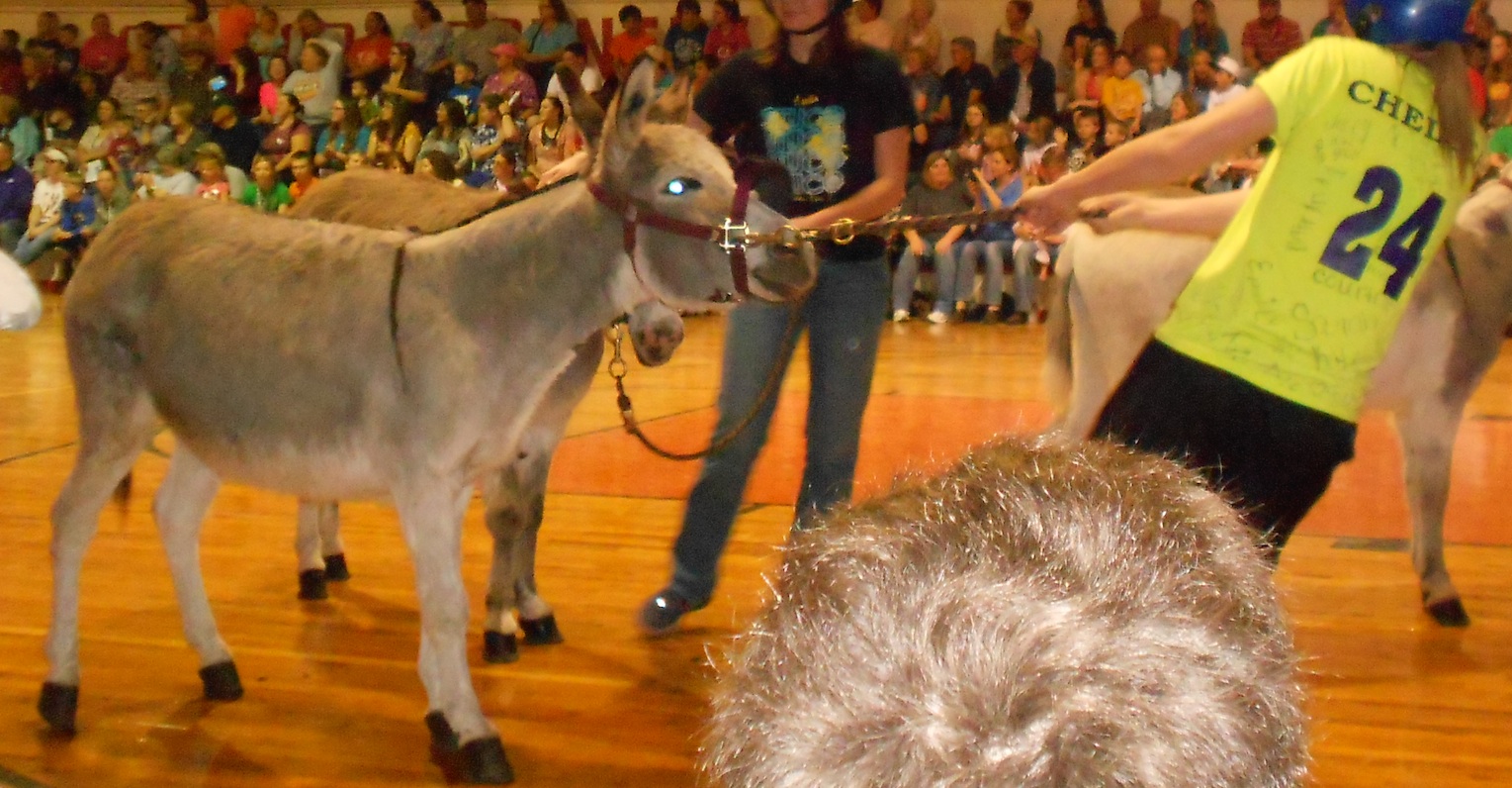 Donkey Ball Learning Engaged