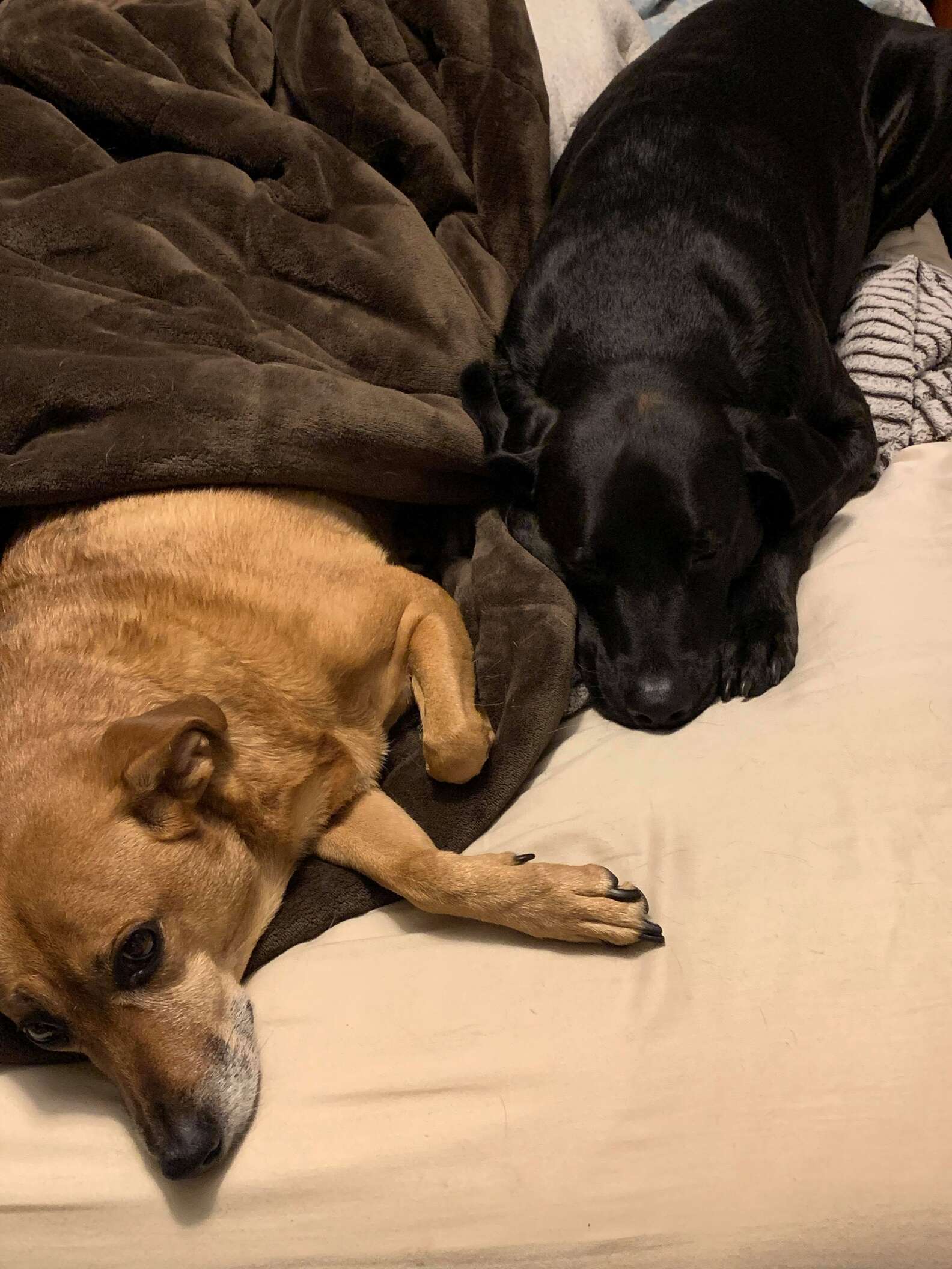 Dogs too can form perfect friendships Learning from Dogs