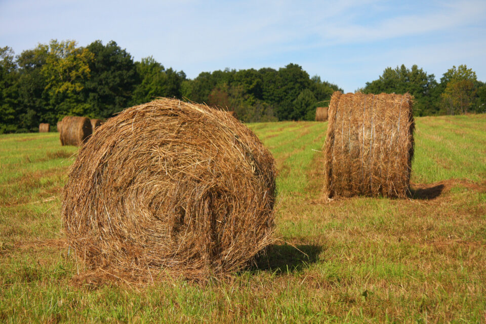 A Guide to Hay Square Bales vs Round Bales