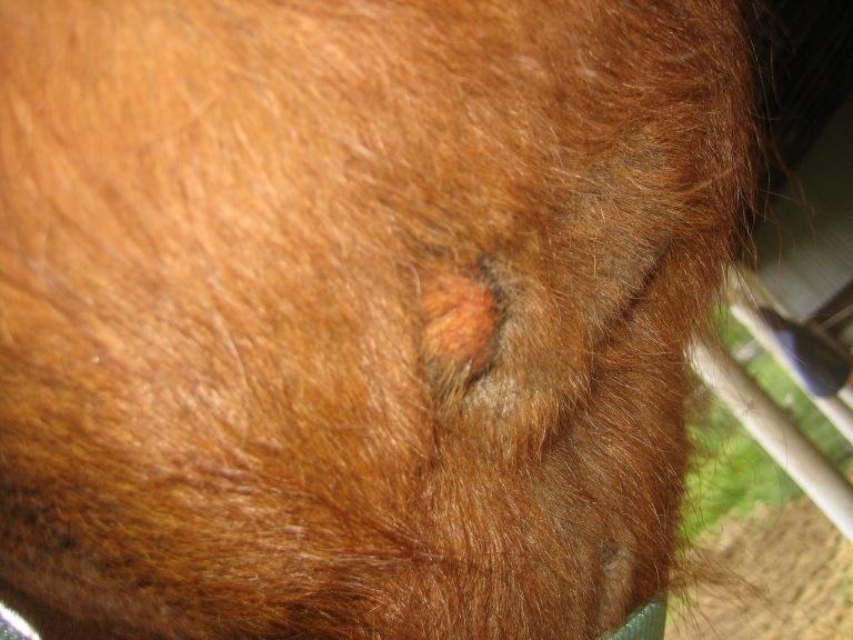 Horse Hair Loss Ideas for Treating Bald Spots and Thinning Tails
