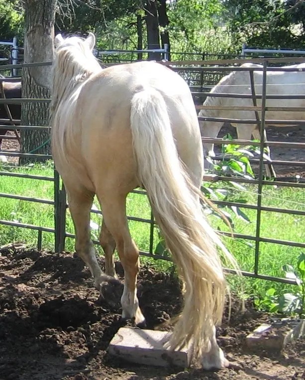White Horse Tails How to Keep them Clean