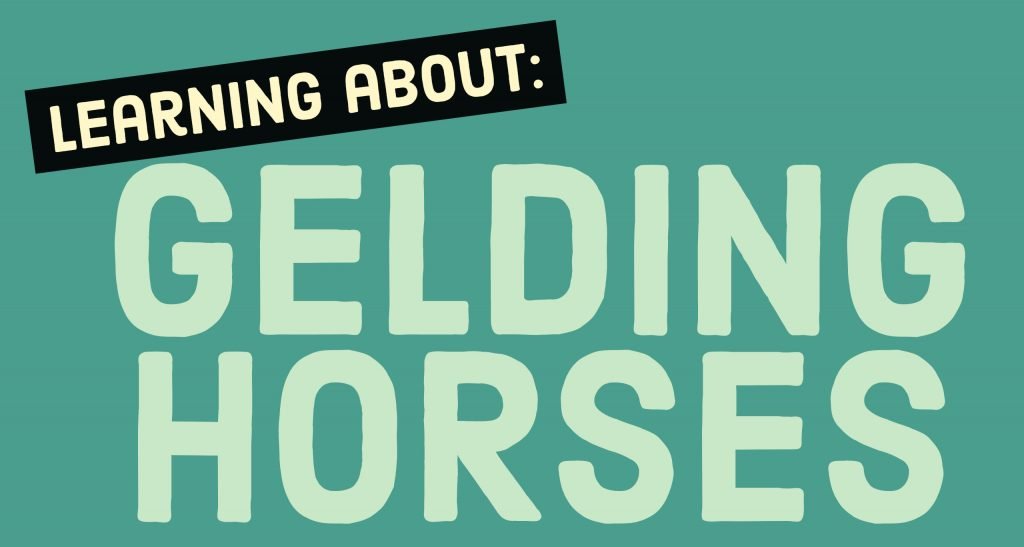 What is a Gelding? Understanding Horse Terms