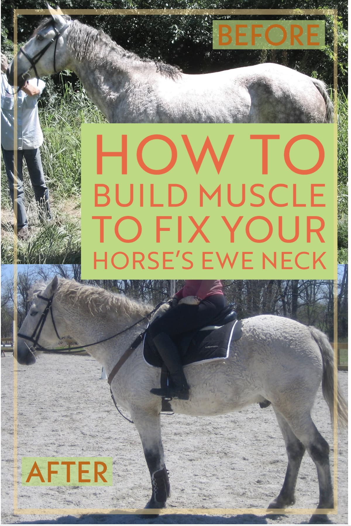 What is a Ewe Neck in Horses? Recognizing and Correcting