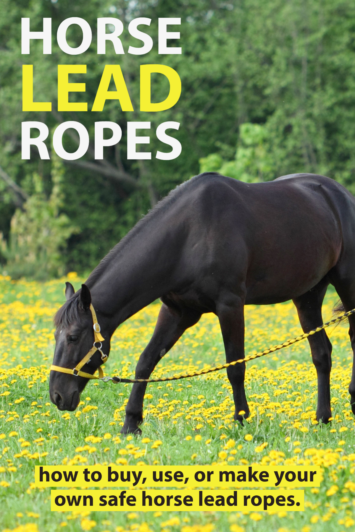 Best Horse Lead Ropes