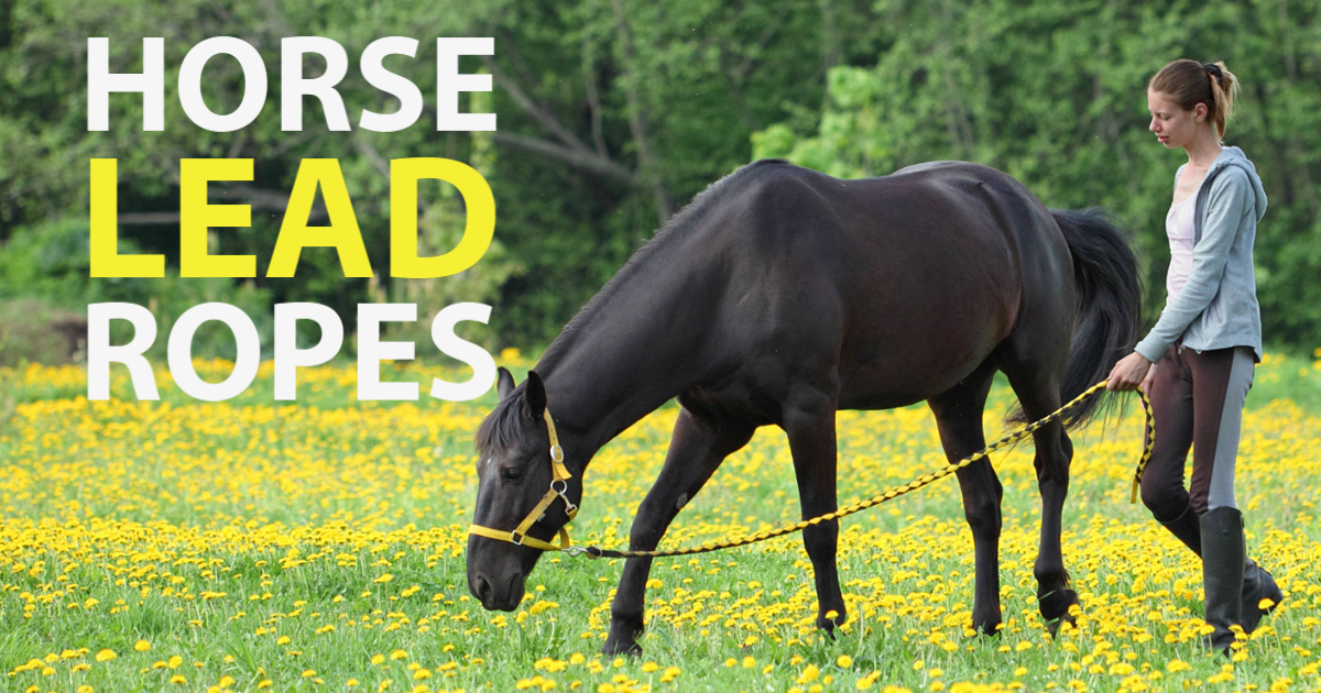 Best Horse Lead Ropes