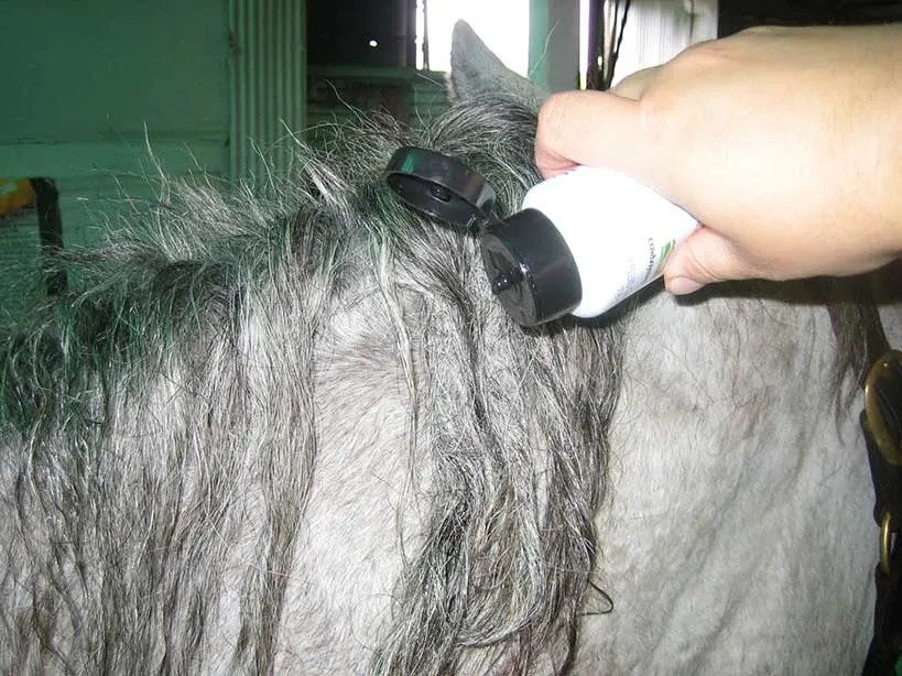 How to Detangle ️🚫 a Horse Mane and Tail