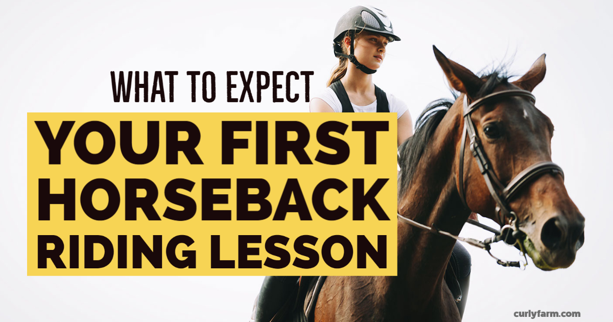 Horseback Riding Lessons How to Start & What to Expect