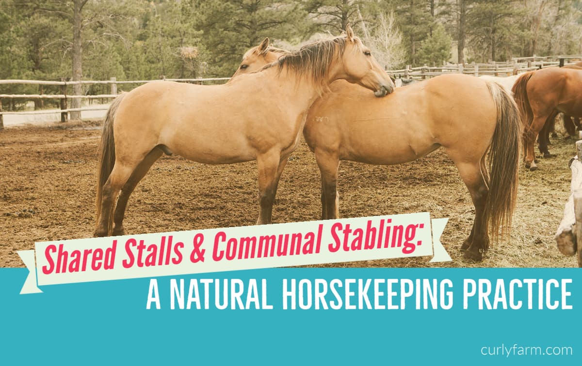 Stabling Horses 4 Options for Shared Stalls & Herd Stables