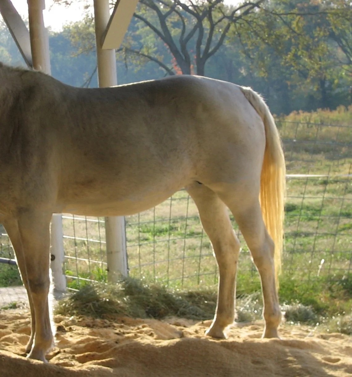 Horse Tail Rubbing How to Stop & Regrow Tails Fast