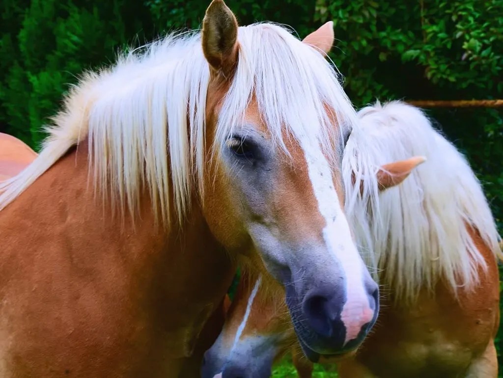 Responding to Horses who Rub their Head on Humans