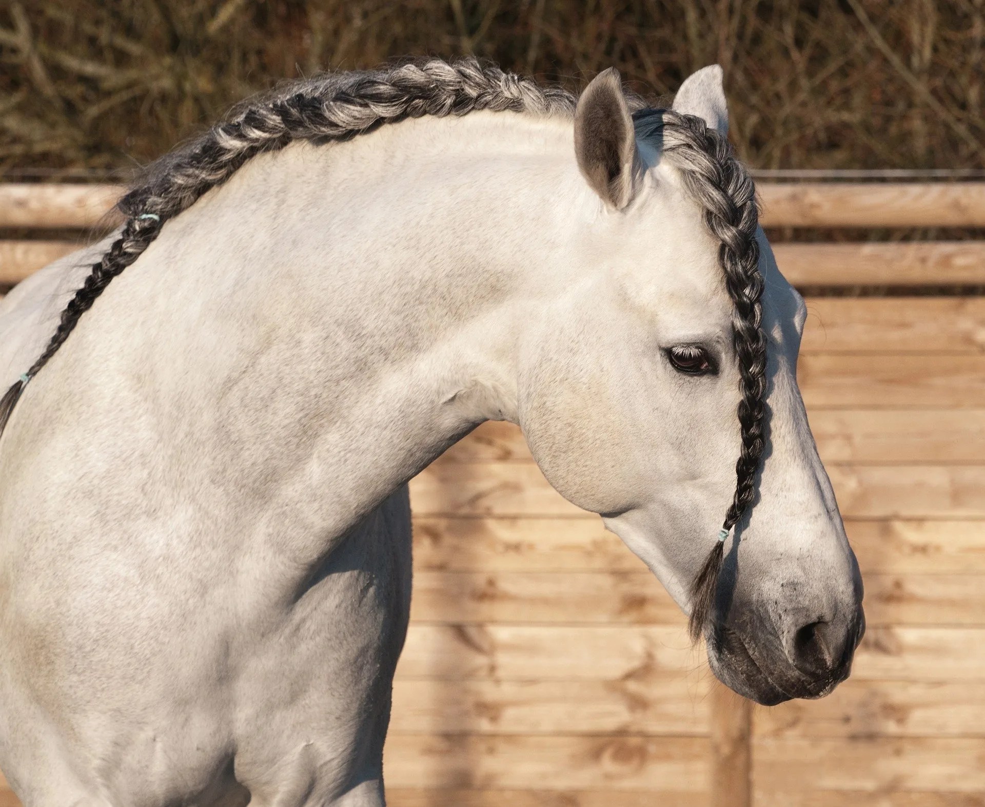 6 Steps to Braid Running Braids in Horse Manes