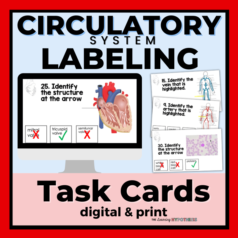 Circulatory System Labeling Activity – Task Cards and More – The