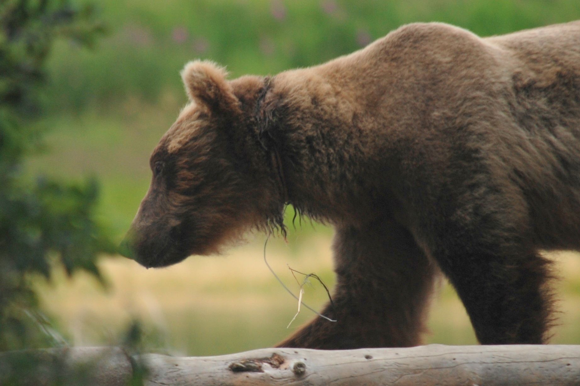 Identifying the Brown Bears • Lesson 3 Visuals