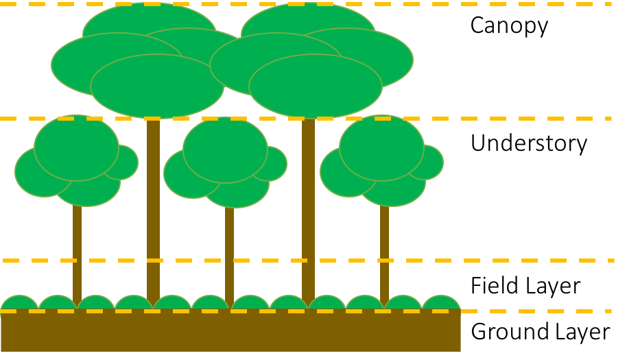 Short Term Ecological Effects Learning in the Leaves
