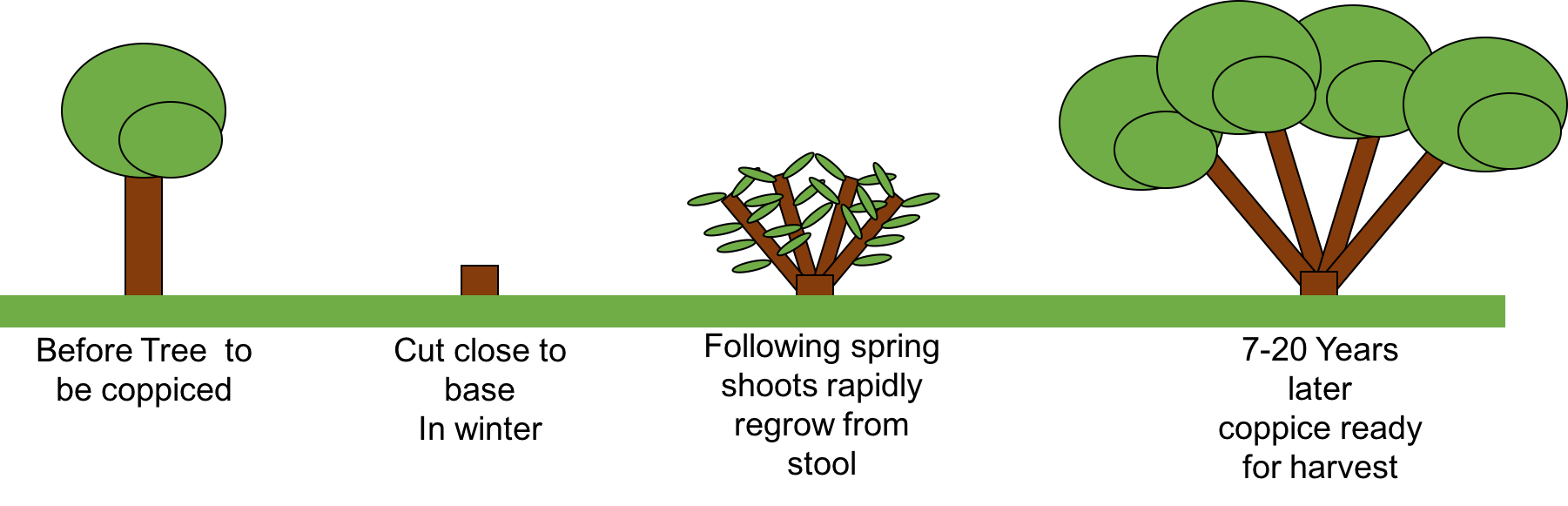 Managing Woodland Learning in the Leaves