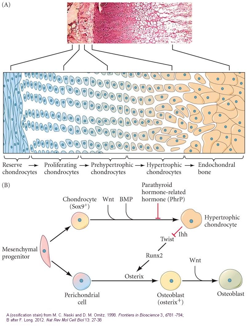 Mechanotransduction and vertebrate bone development