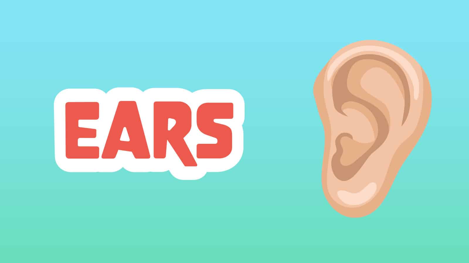 More Than 20 Unique Facts About How do Bones Work? LearningMole