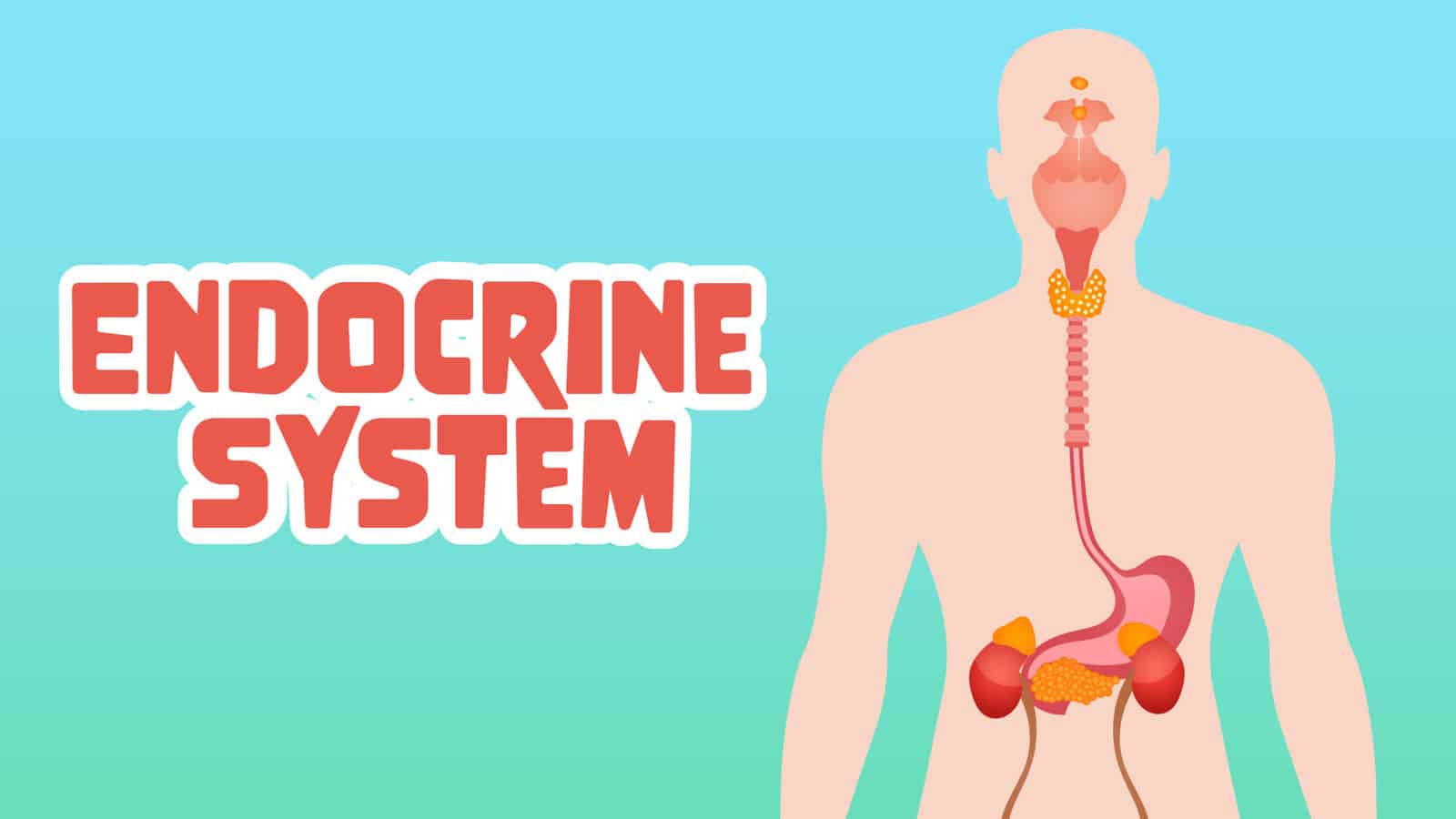 Endocrine System Facts for Kids 5 Exciting Facts about Endocrine