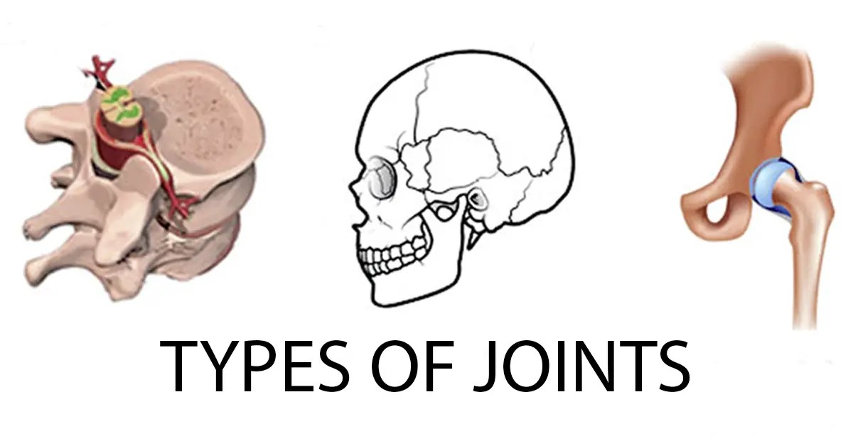 Understanding Different Types Of Joints Learning Physio
