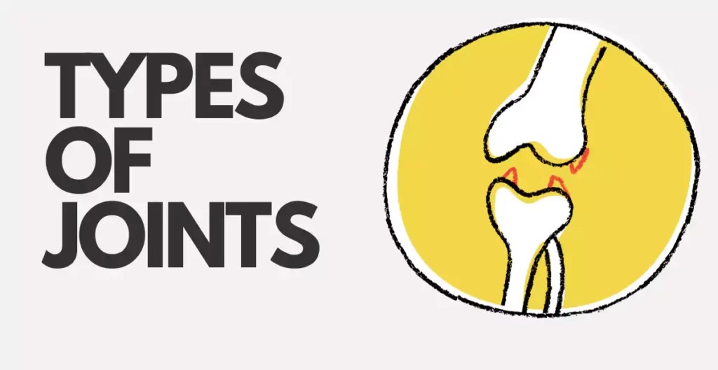 Understanding Different Types Of Joints Learning Physio