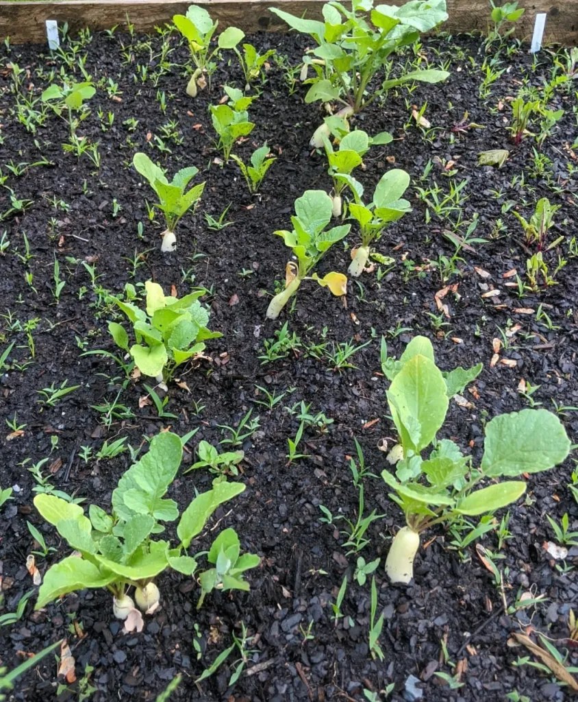 Gardening Radishes ready to harvest Learning Thursdays