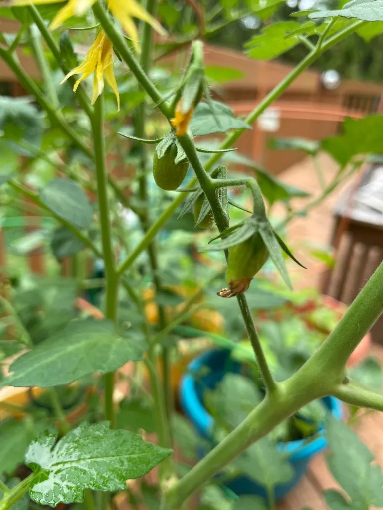 Gardening Cherry tomatoes Learning Thursdays