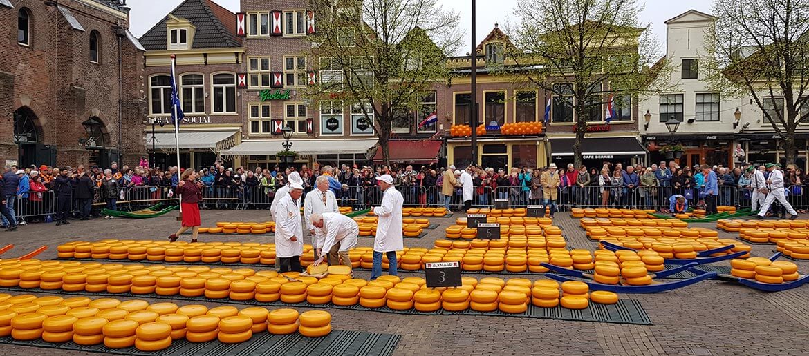 Alkmaar Cheese Market on Kings Day Learning to Breathe Abroad