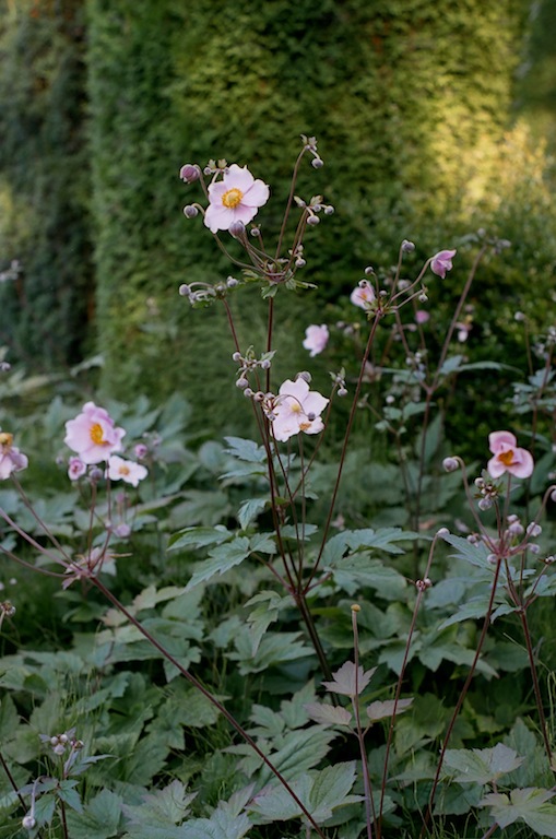La Conner Flats learning to howl