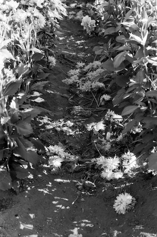 La Conner Flats learning to howl