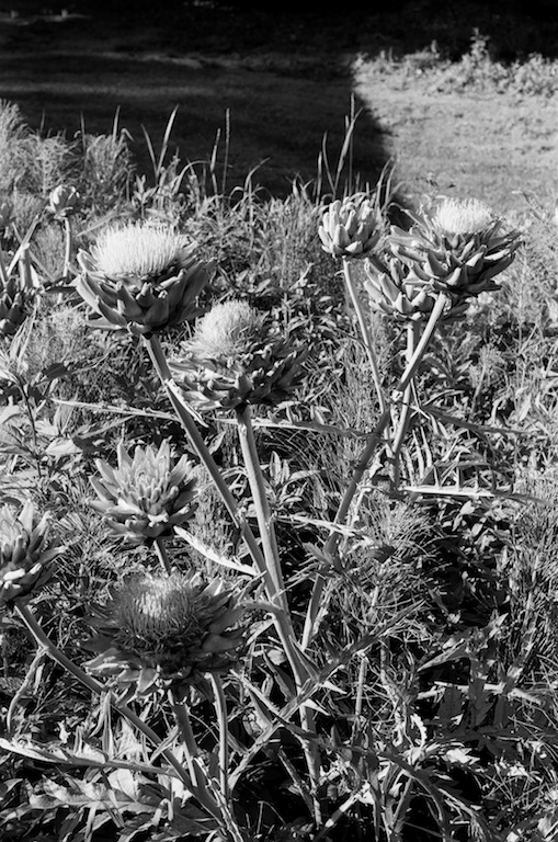 La Conner Flats learning to howl