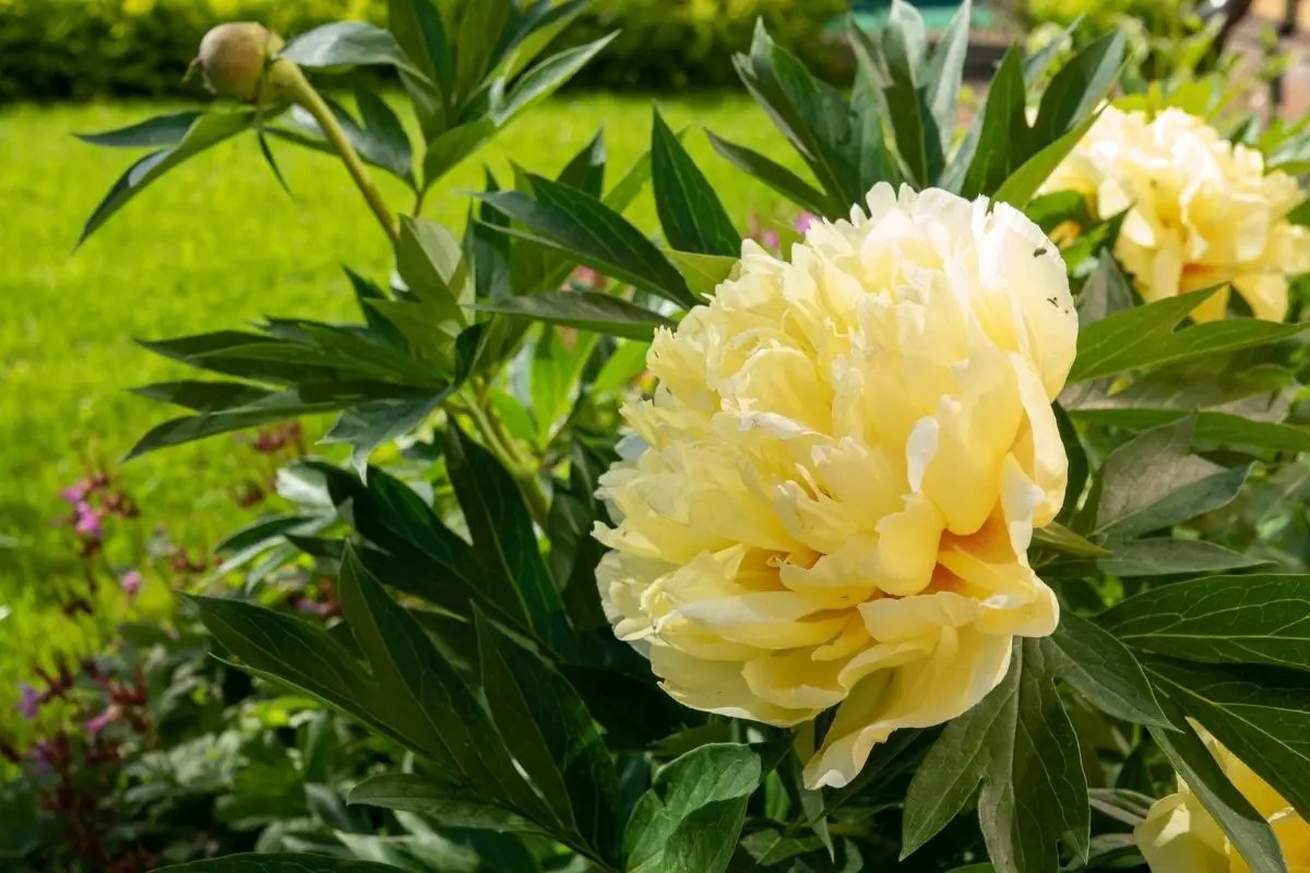 Itoh Peony How to Plant, Grow and Care Successfully for Beginners