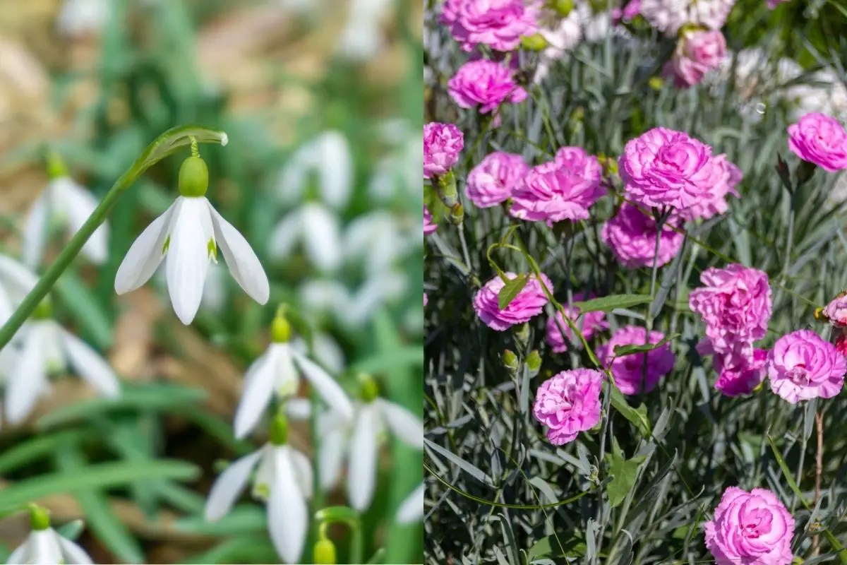 What Are January Birth flowers and Their Meanings? LearningVale