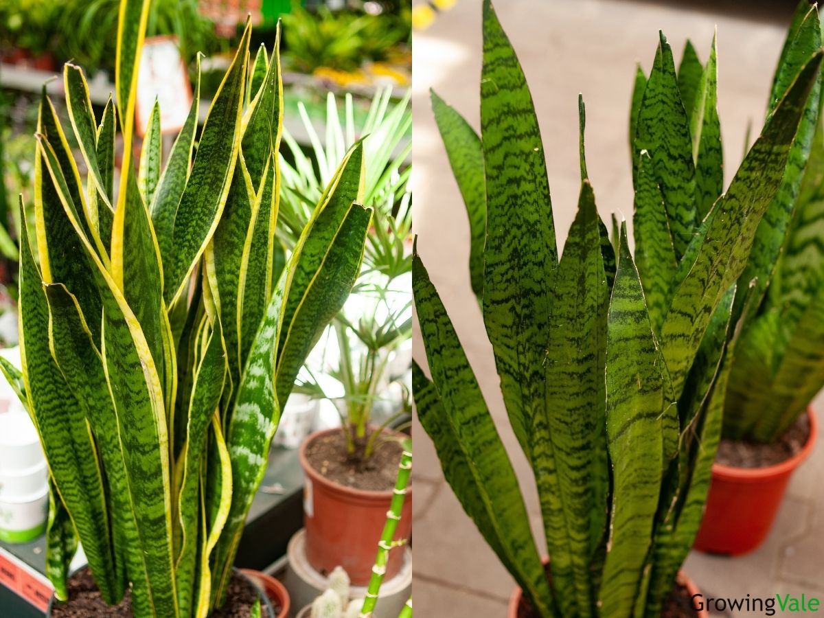 9 Best Snake Plant Varieties and Types You Can Grow LearningVale