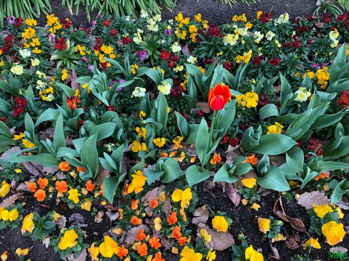 11 Flower Names That Start With Letter Q You Might Not Know LearningVale