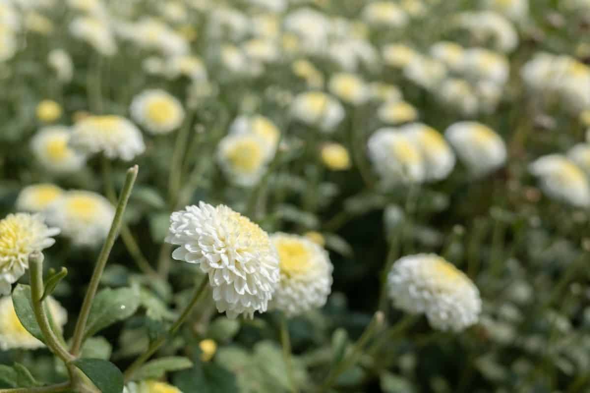 What Is November Birth Flower and Its Symbolism? LearningVale