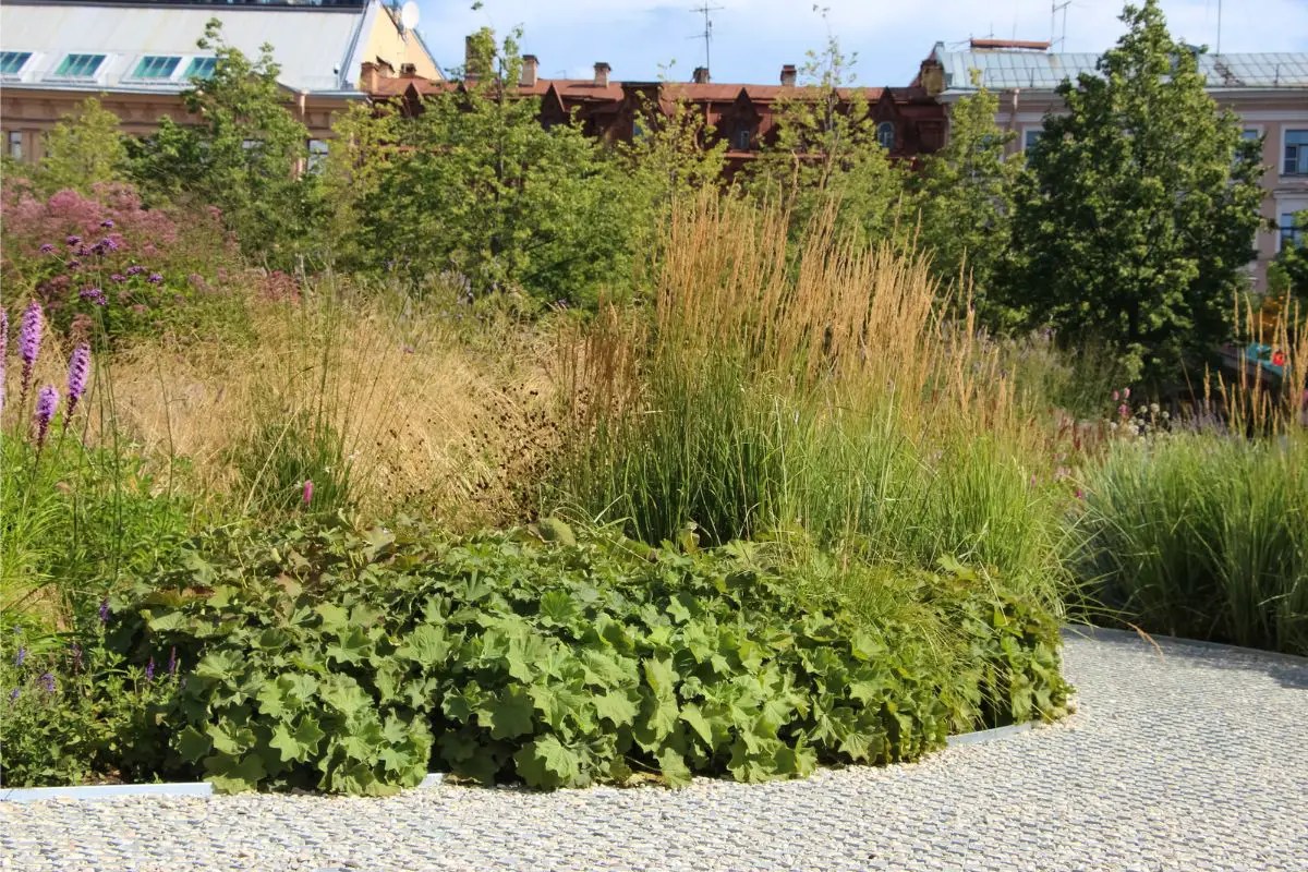 14 Best Companion Plants for Karl Foerster Grass Perfect Landscaping