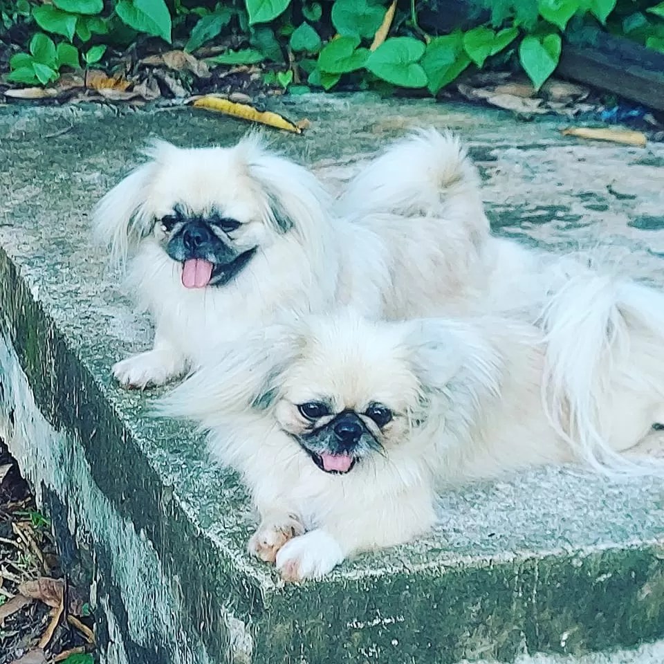 Best Breed of Dogs for Older People Your Canine Companion Guide