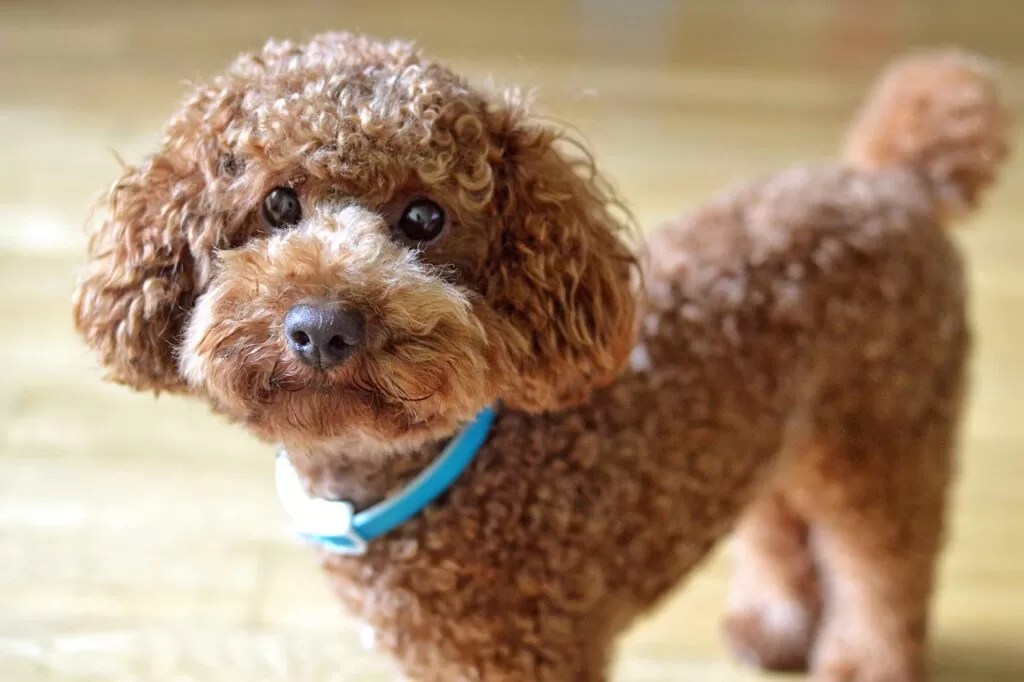 Best Breed of Dogs for Older People Your Canine Companion Guide