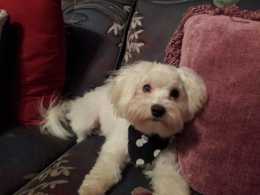 What Dog Breeds Need Groomed Most Often?