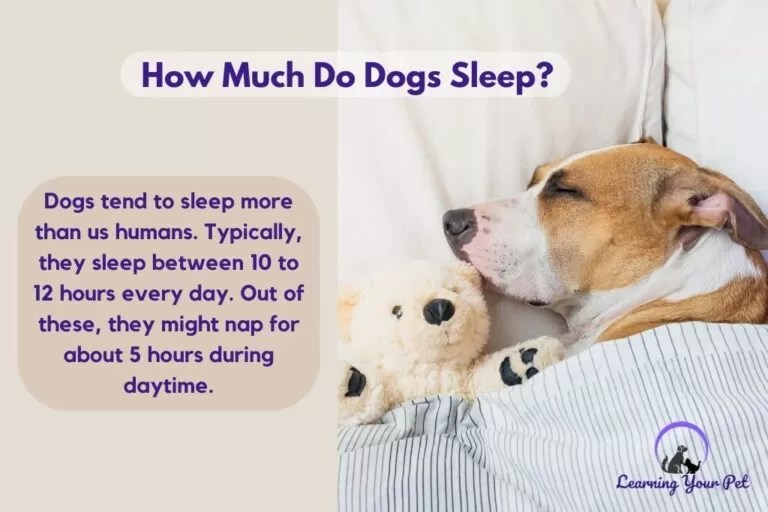 Should My Puppy Sleep With Me? It’s A Big Yes If You Do This!