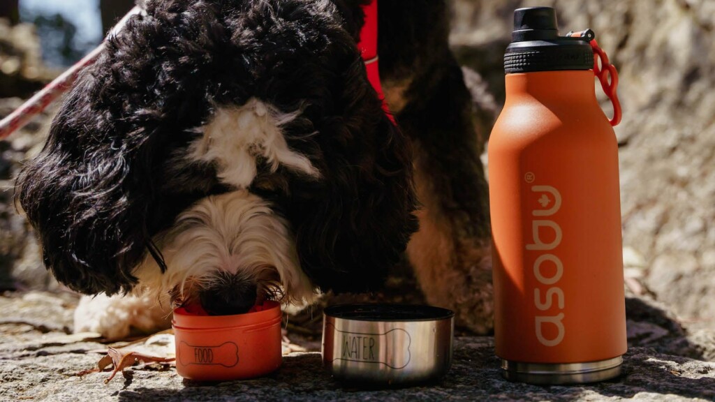 Get Your Ideal Gift For Dog Lovers Get Your Ideal Gift For Dog Lovers