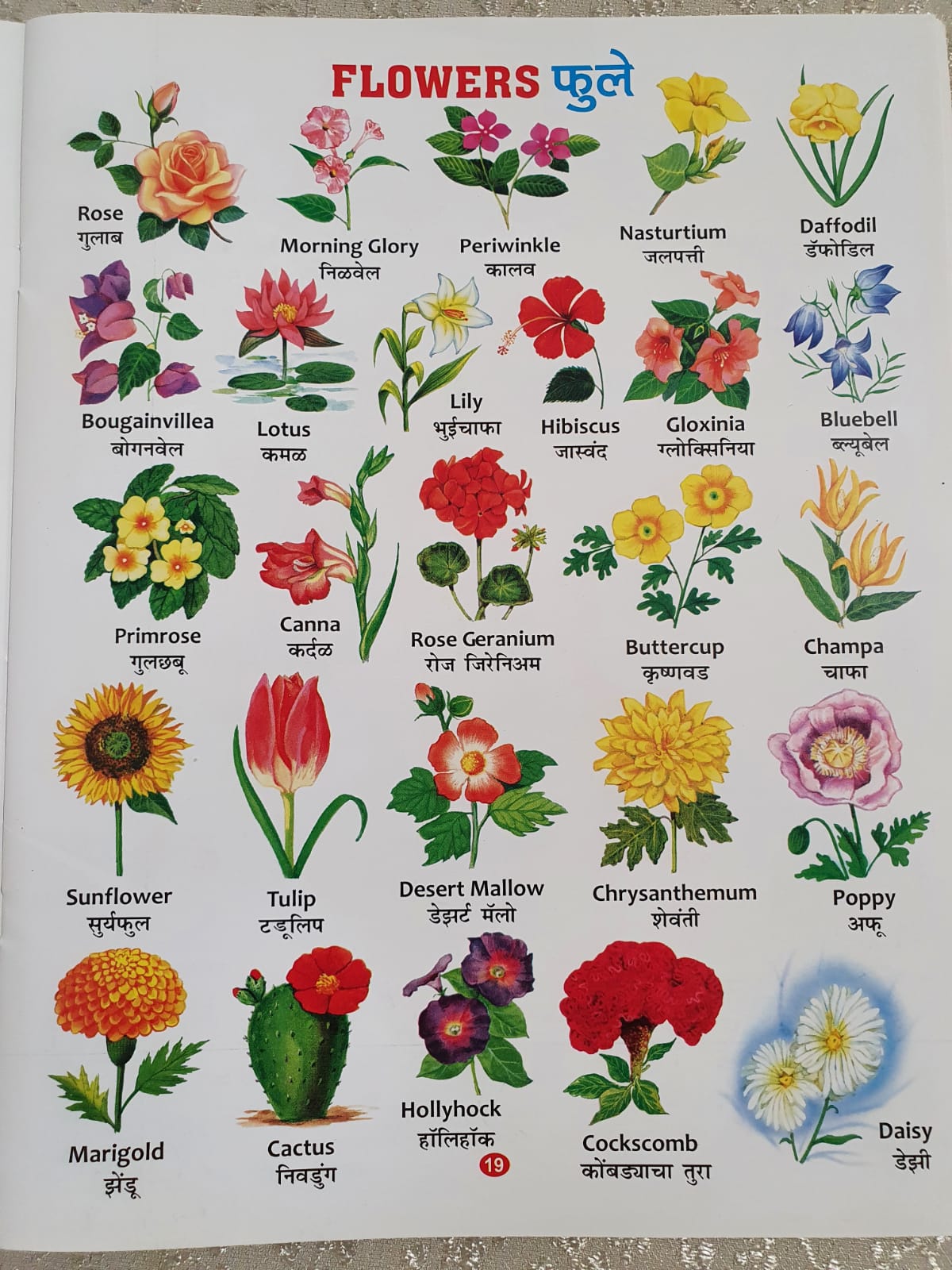 Tulip Flower Name In Marathi Language Best Flower Site