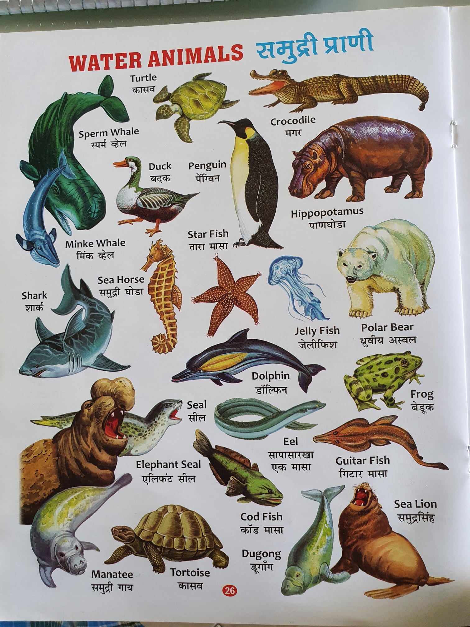 Names of water animals in Marathi and Hebrew Learn Marathi With Kaushik